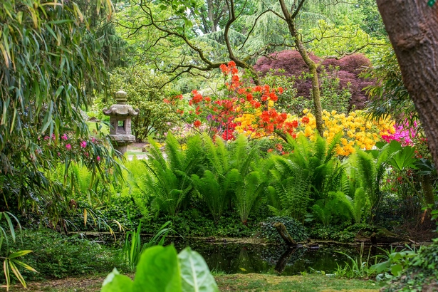Ázsiai dekoratív kert