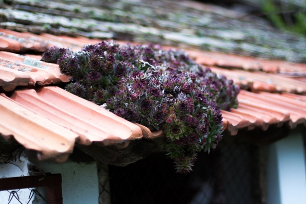 dachziegel-deko-garten-72_10 Tetőcserepek dekoratív kert