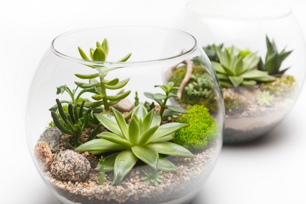 deko-ideen-mit-pflanzen-33_5 Díszítő ötletek növényekkel