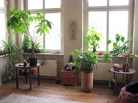 pflanzen-dekoration-wohnzimmer-63_11 Növények dekoráció nappali