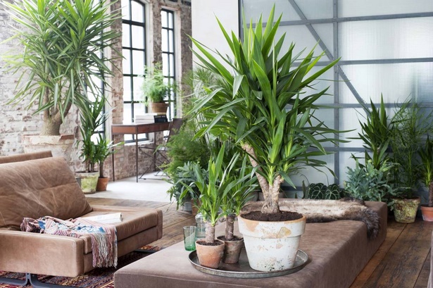 pflanzen-dekoration-wohnzimmer-63_8 Növények dekoráció nappali