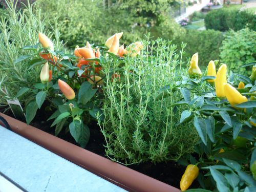 sudbalkon-pflanzen-78_20 Déli fekvésű erkély növények