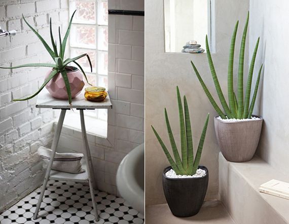 deko-pflanzen-bad-40_4 Dekoráció növények fürdőszoba