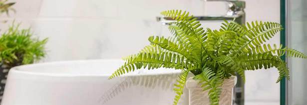 deko-pflanzen-bad-40_7 Dekoráció növények fürdőszoba