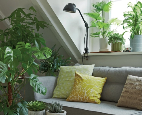schone-pflanzen-wohnzimmer-77_2-11 Gyönyörű növények nappali
