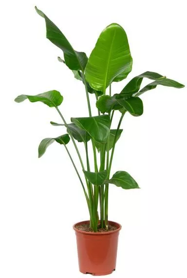 schone-pflanzen-wohnzimmer-77_9-18 Gyönyörű növények nappali