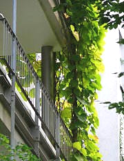 balkonbegrunung-ideen-23_2 Erkély kertészeti ötletek