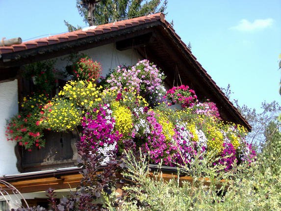 bepflanzte-balkone-00_10 Ültetett erkélyek