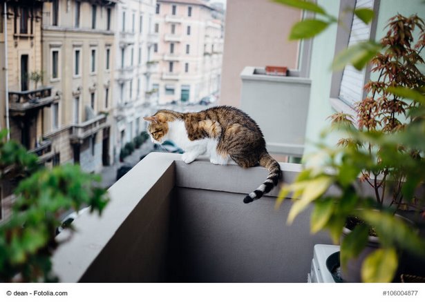 katzen-balkon-ideen-39_15 Macskák erkély ötletek