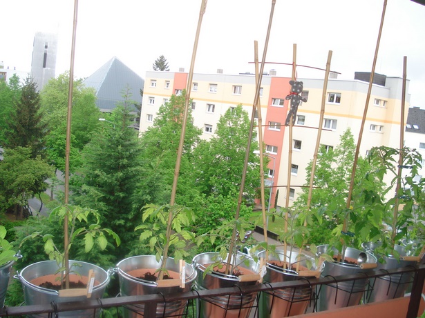 pflanzen-balkongelander-84_15 Növények erkély korlát