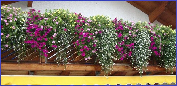 sudbalkon-blumen-99_11 Déli fekvésű erkély virágok