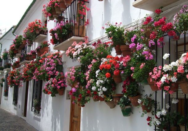 sudbalkon-blumen-99_5 Déli fekvésű erkély virágok