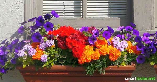 sudbalkon-blumen-99_6 Déli fekvésű erkély virágok