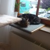 Bútorozott Apartman macska-barát