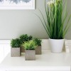 Dekoráció növények fürdőszoba